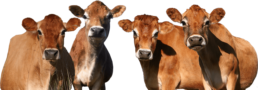Blue Bell dairy cows